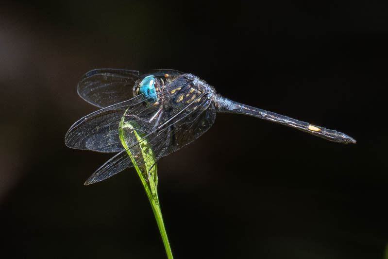 Micrathyria atra (Black Dasher) male-7.jpg